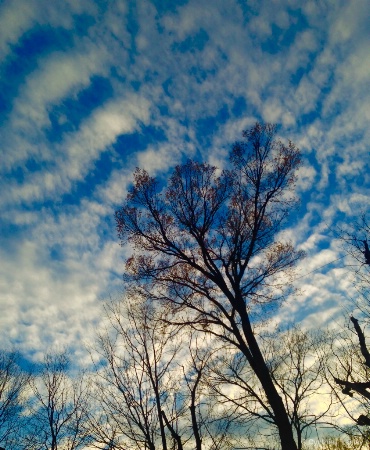 Tree meets the sky