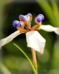 Walking Iris