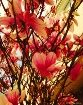 Tree with flowers...