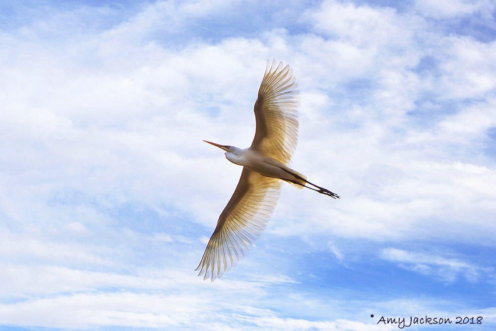 Great Egret in Flight