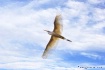 Great Egret in Fl...