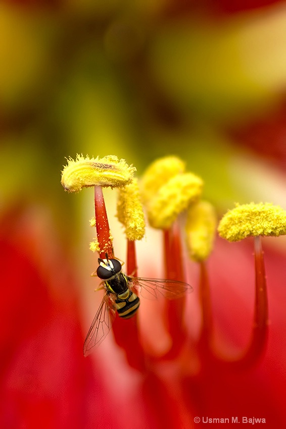 Close-up at Nature