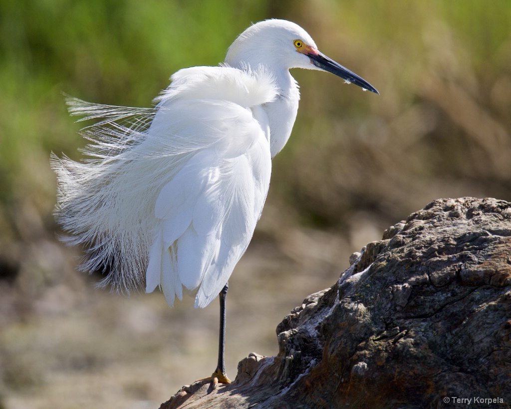 Snowy Egret