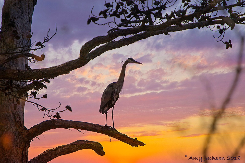 Heron In Tree at Sunset