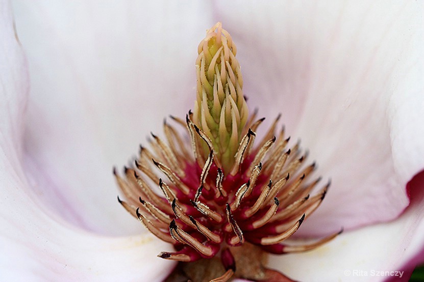 Magnolia inside