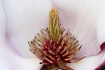 Magnolia inside