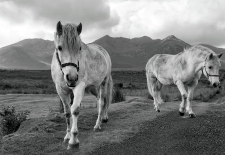 Connemara Ponies