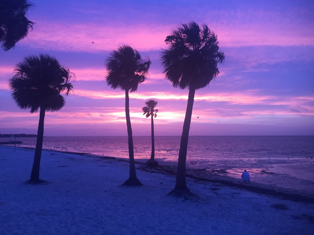 Purple Sunrise Tampa Bay