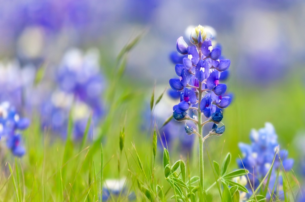 Texas Bluebonnet 