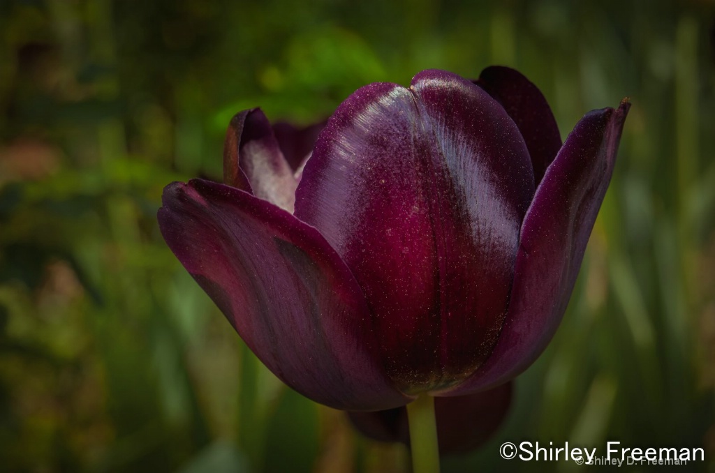 Deep Purple Tulip - ID: 15557551 © Shirley D. Freeman