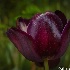 © Shirley D. Freeman PhotoID# 15557551: Deep Purple Tulip