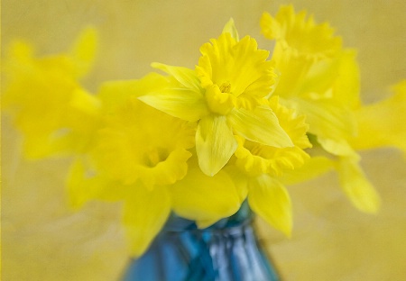 Daffodils in Blue Vase