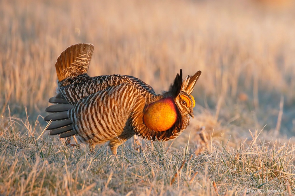 Male Prairiechicken booming - ID: 15557600 © Ravi S. Hirekatur