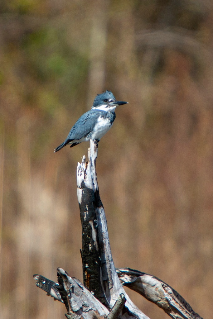   Belted Kingfisher