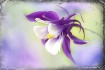 Purple elegance
