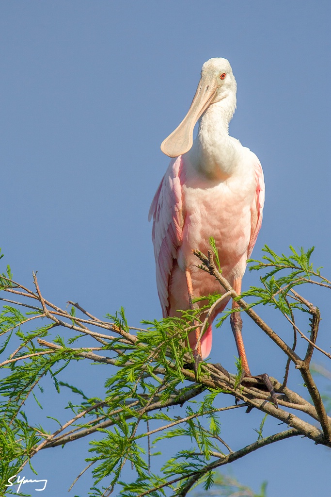 Roseate Spoonbill; St. Augustine, FL - ID: 15557693 © Richard S. Young
