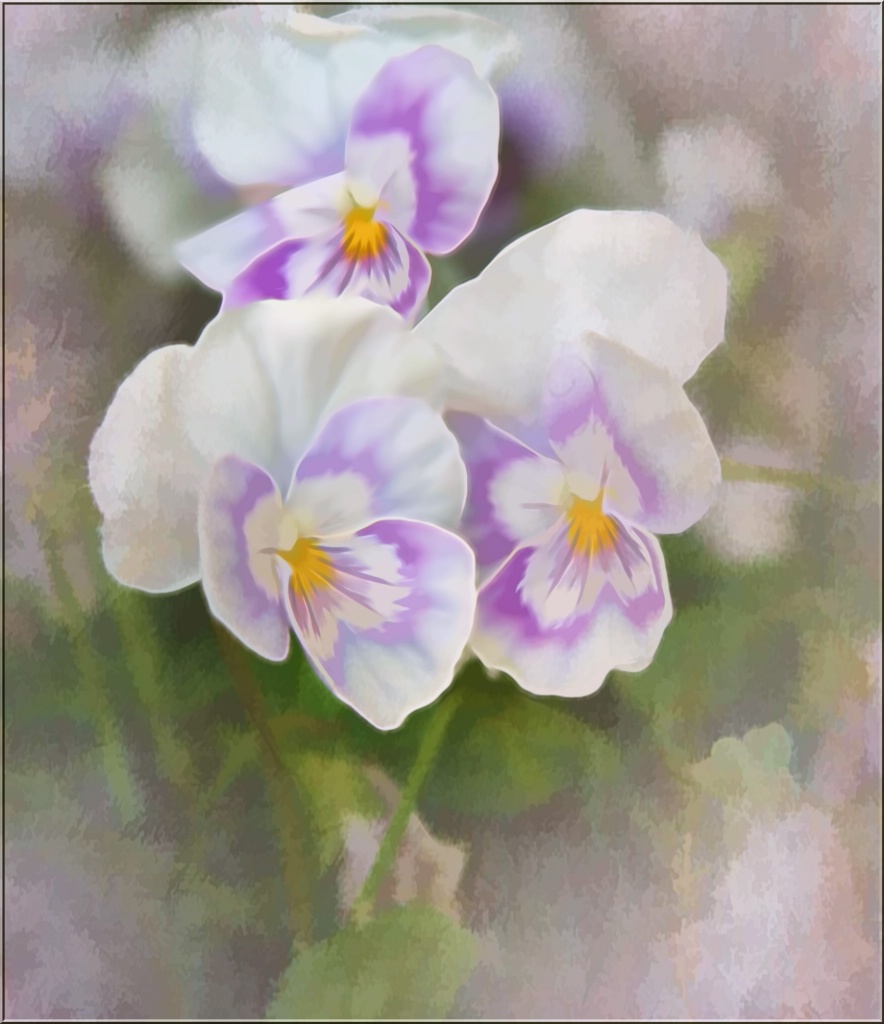 Pansy Watercolor