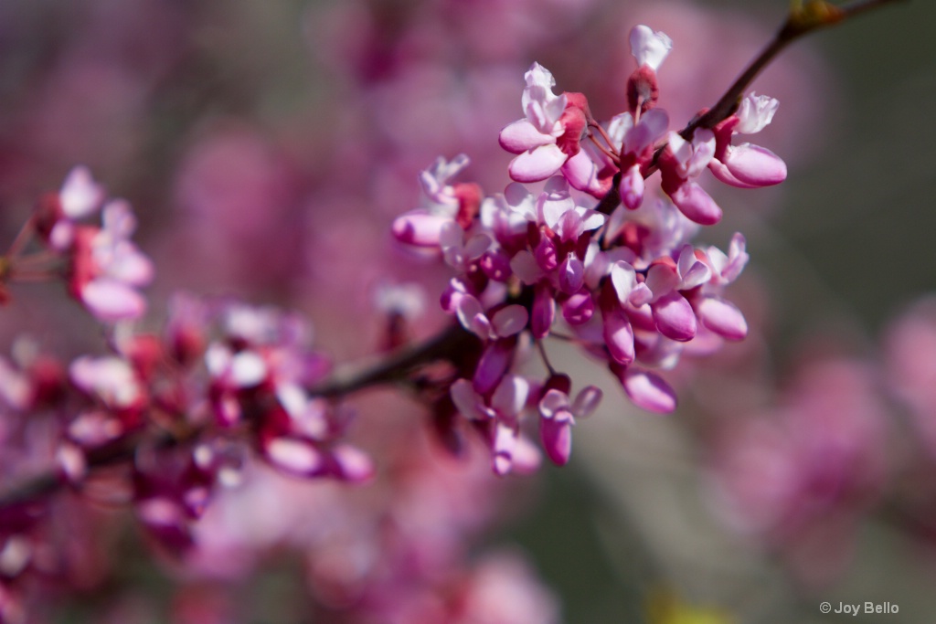 Redbud in bloom