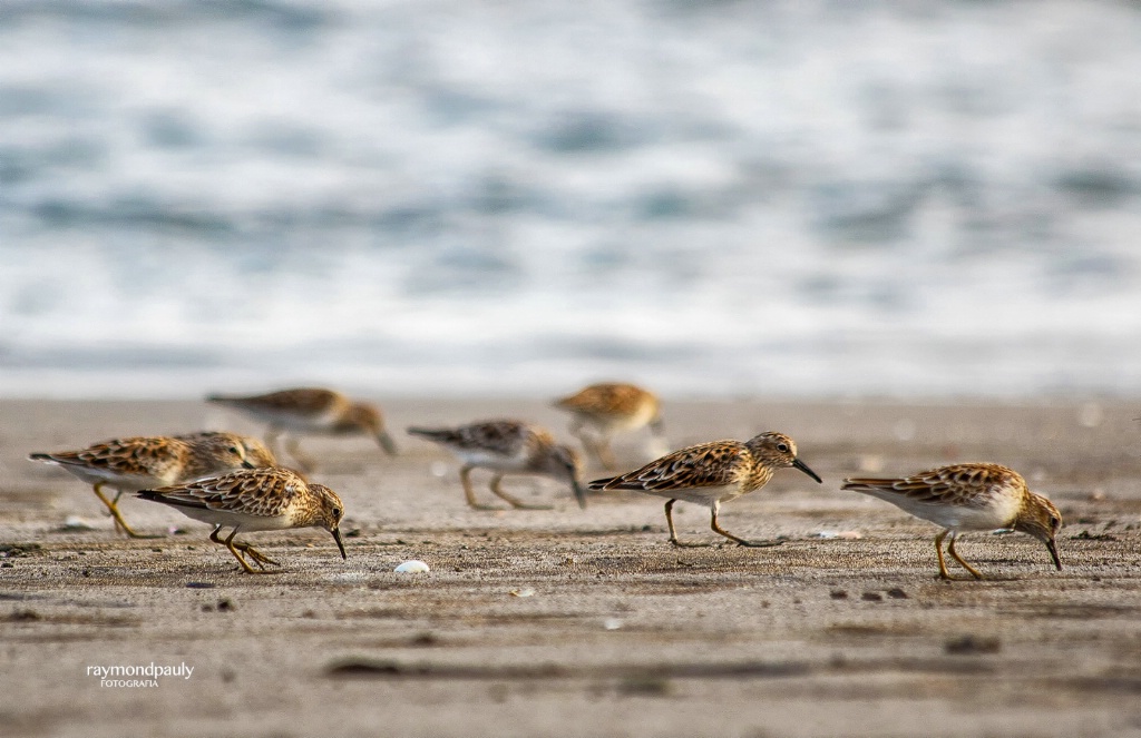 Sandpipers