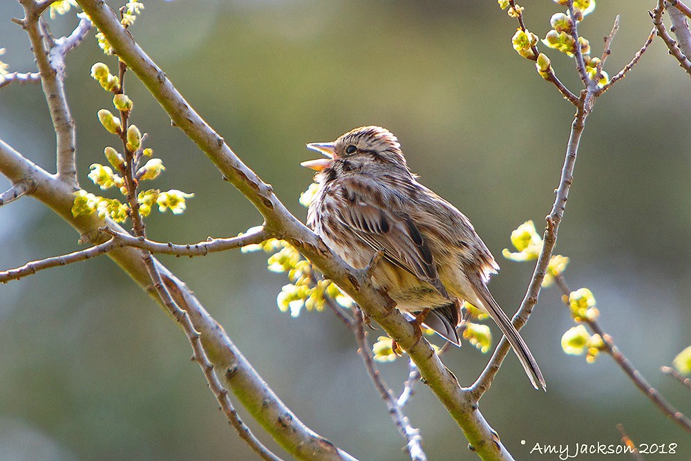 Song Sparrow