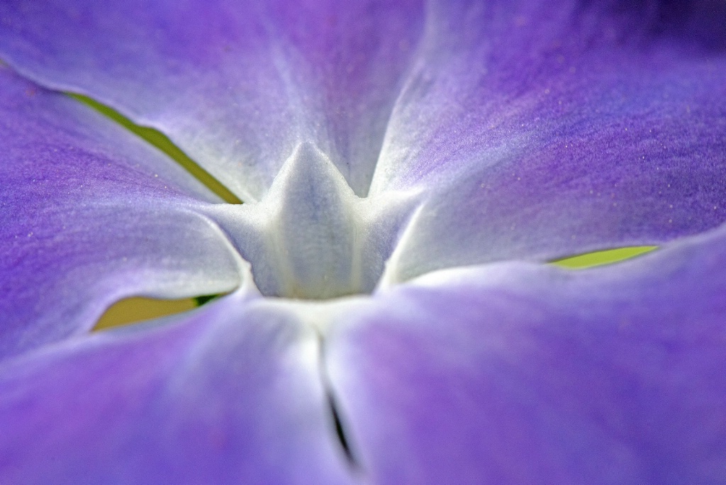 Crown formation at the heart of the flower.