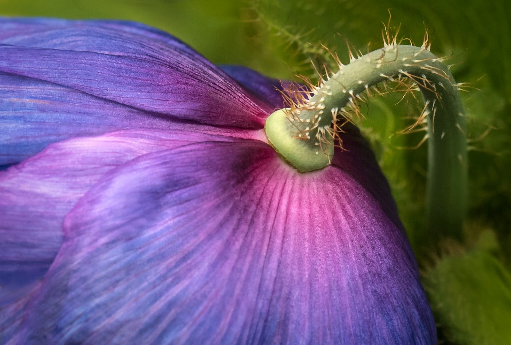 Prickly Stem  