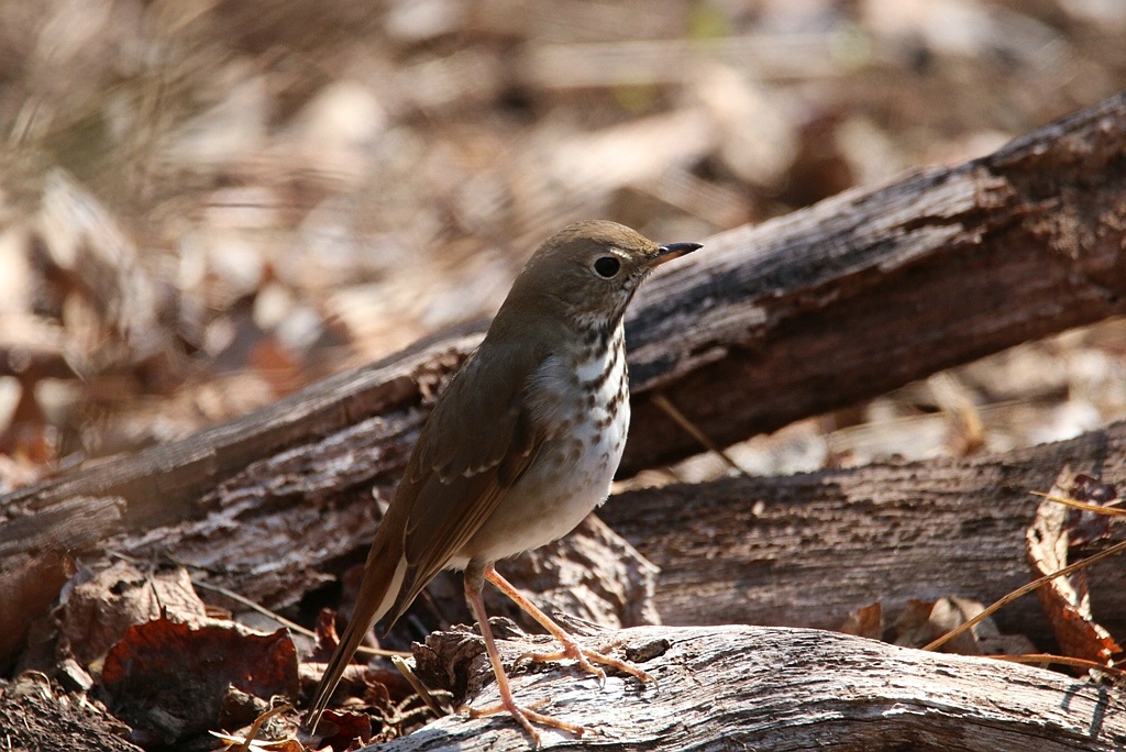 A Veery Thrush with Very Long Legs