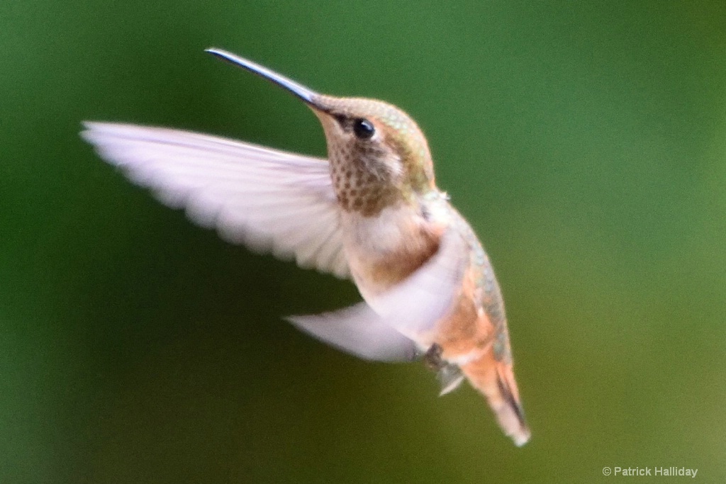 In Flight