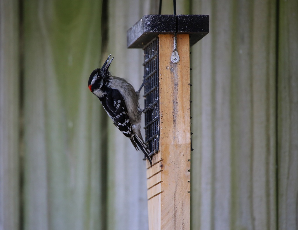 Woodie attacks the Suet!