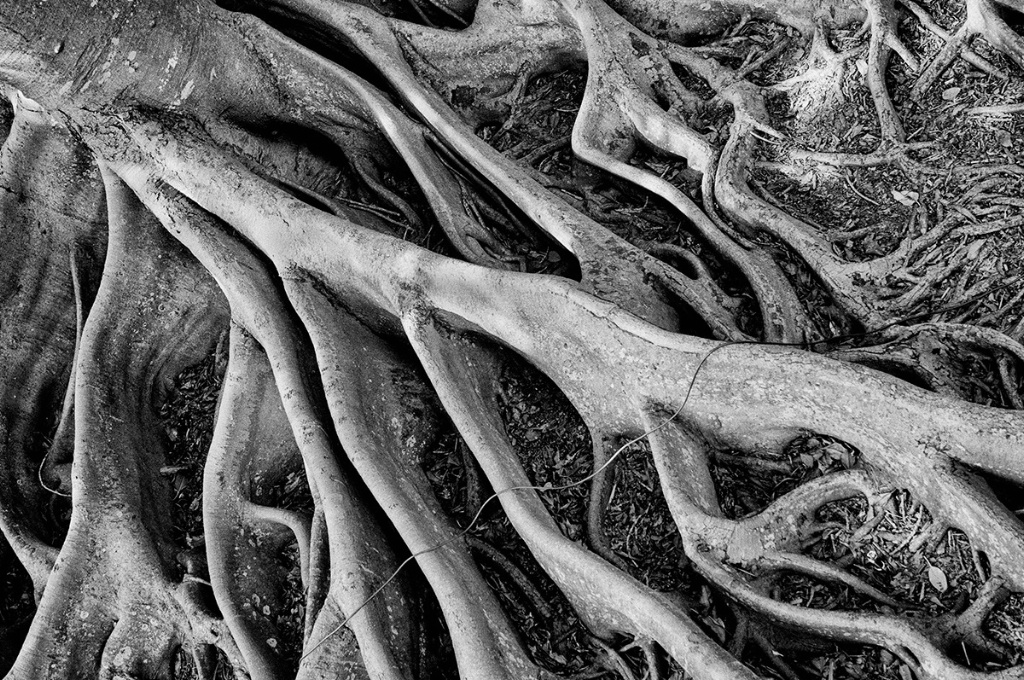Banyon Roots