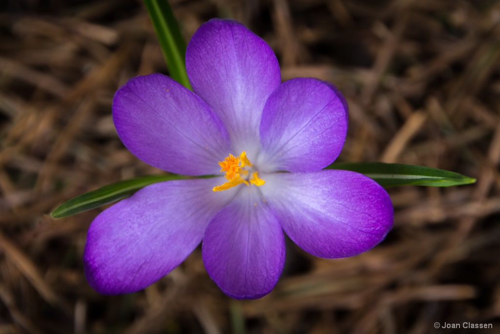 First Flower