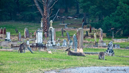 The cemetery Lawn Mowing Team
