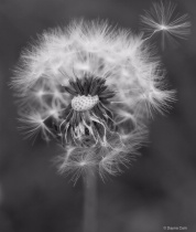 April 2018 Photo Contest 2nd Place Prize Winner