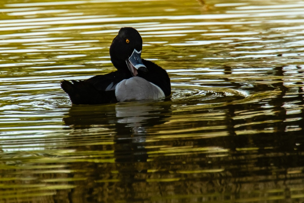 Ringed Neck Duck @ Papago Park - ID: 15558010 © John A. Roquet