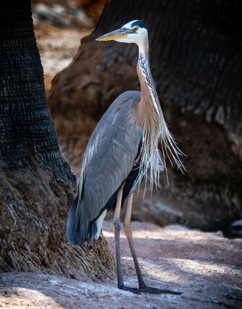 Great Blue Heron @ Papago Park - ID: 15558011 © John A. Roquet