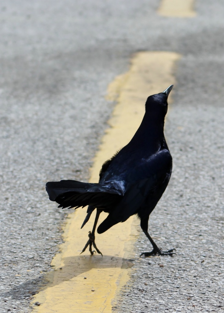 Grackle On The Line