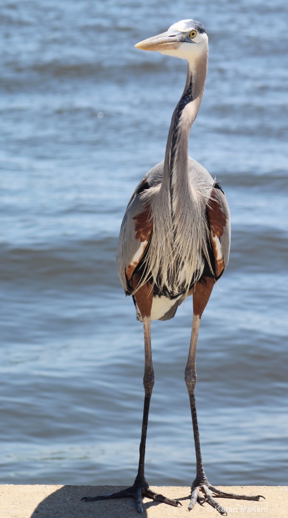 Standing Tall