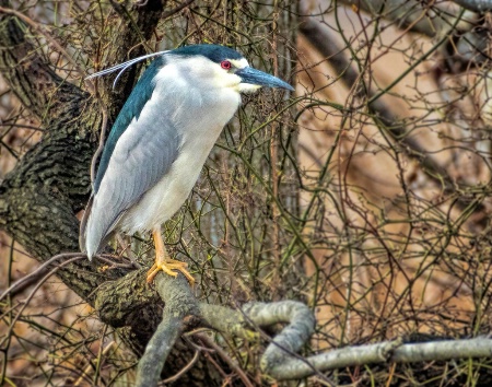 Black Crowned Night Heron