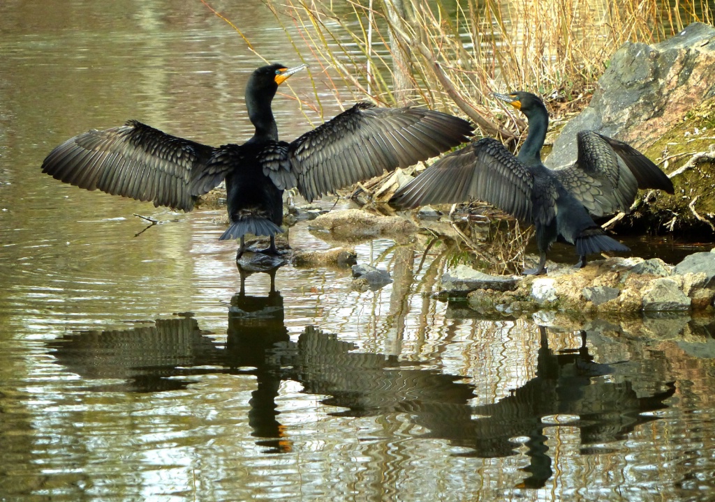 Cormorant Ballet