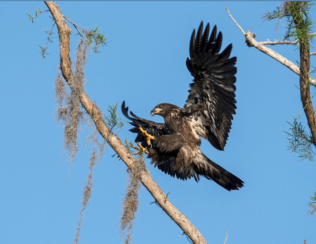 Juvenile Eagle #4 - ID: 15558966 © Michael Cenci