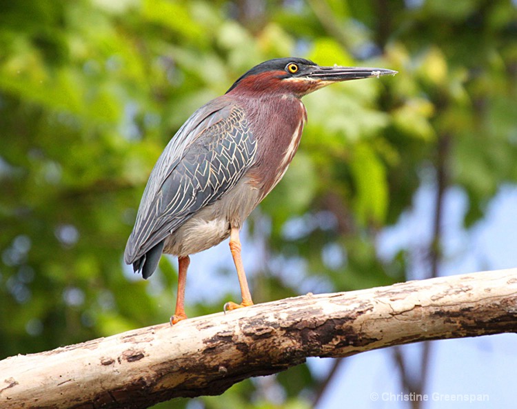 Little Green Heron