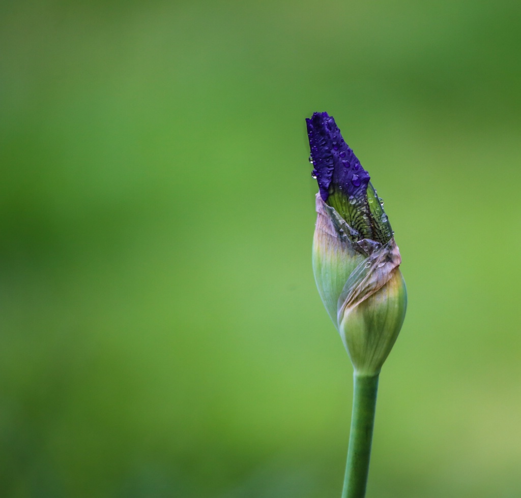 April showers bring May flowers!