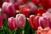 Spring at Last!