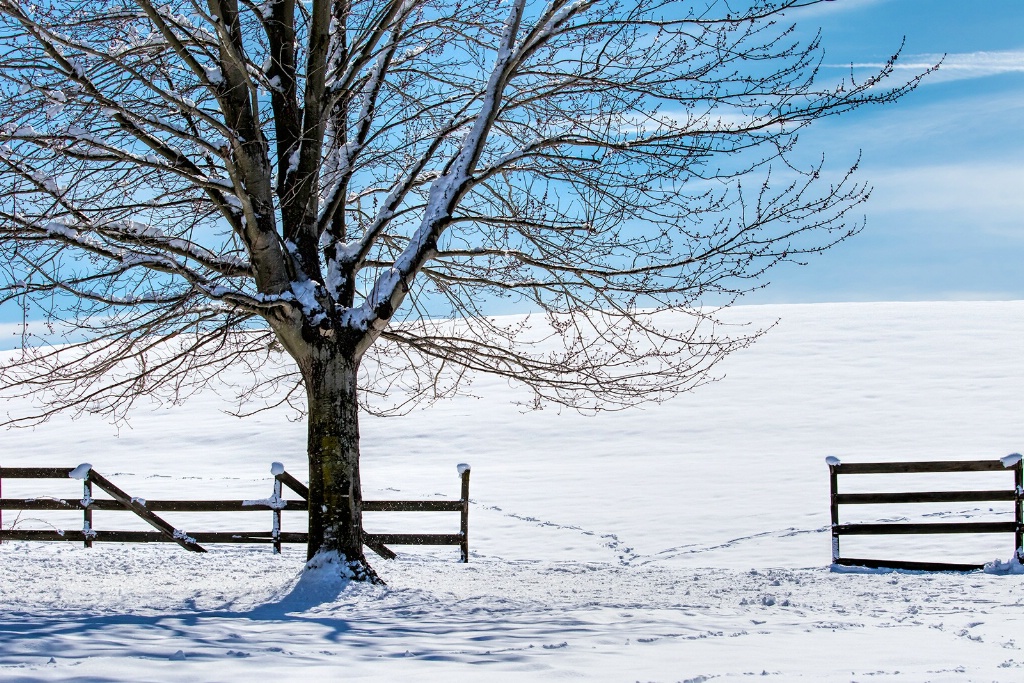 Beyond the Fence   