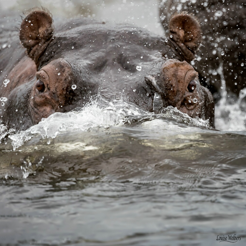 Angry Hippo - ID: 15559231 © Louise Wolbers