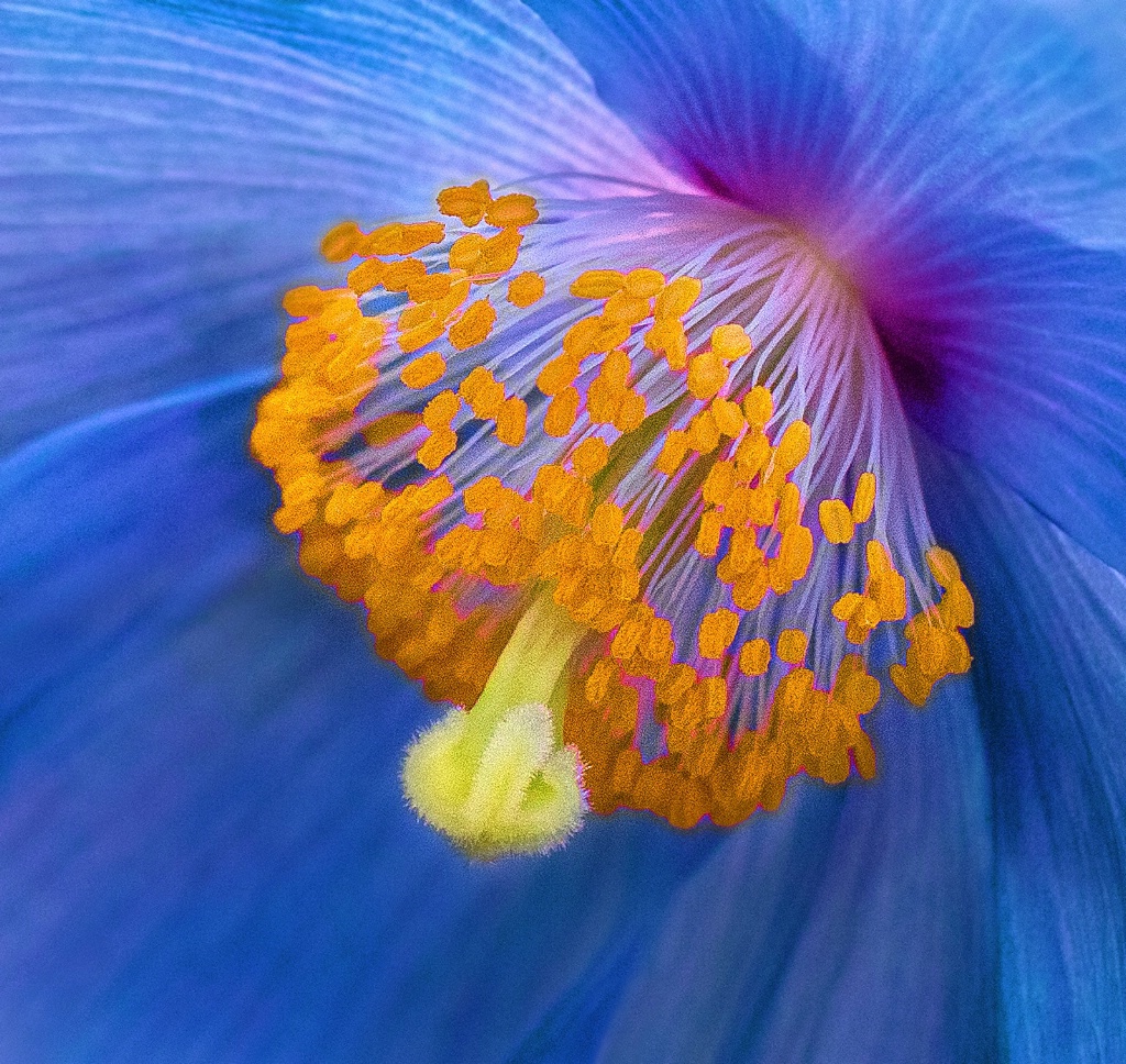 Pistil and Stamens   