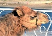 Camel.