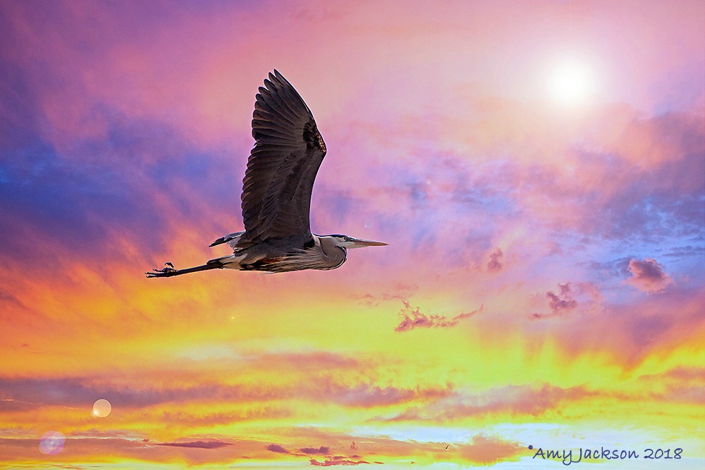  Heron Flying at Sunset