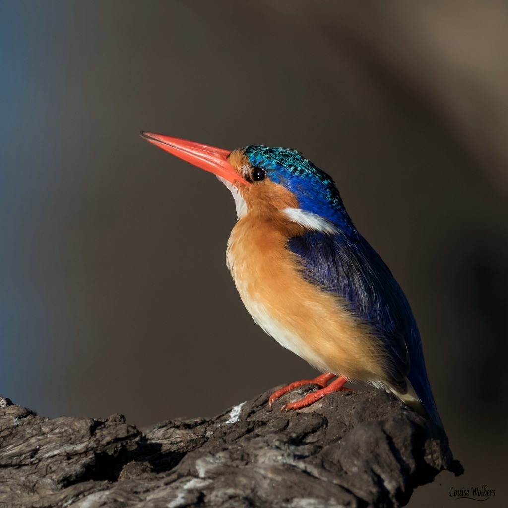 Malachite Kingfisher 1 - ID: 15559817 © Louise Wolbers