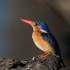2Malachite Kingfisher 1 - ID: 15559817 © Louise Wolbers